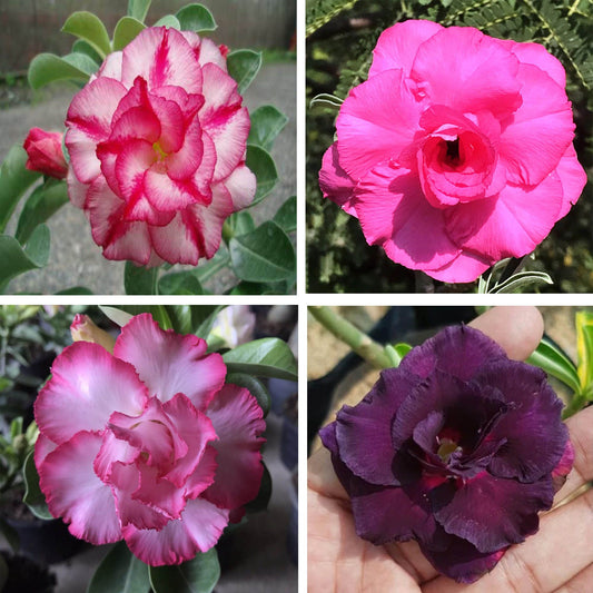 Adenium Obesum Desert Rose Grafted Flowers Plant (pack of 4)