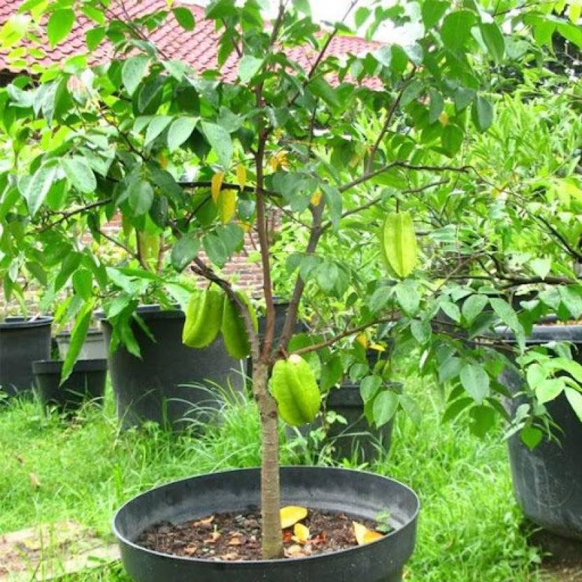 Star Fruit Plant