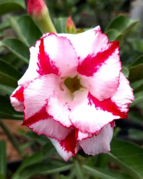 Rosey Verity Adenium Obesum Desert Rose Grafted Flowers Plant