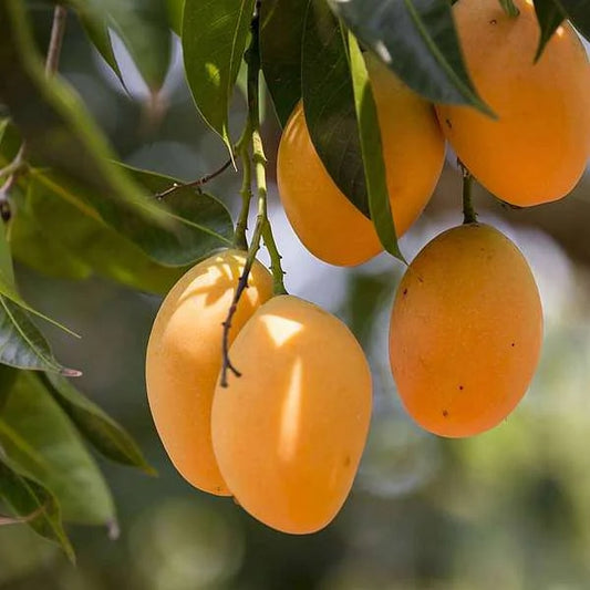 Chandigarh Mango Grafted Hybrid Plant