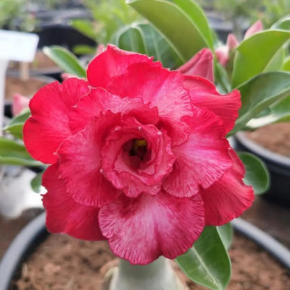 Adenium Obesum Desert Rose Grafted Flowers Plant (pack of 4)