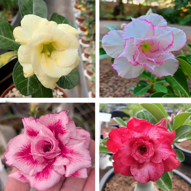 Adenium Obesum Desert Rose Grafted Flowers Plant (pack of 4)