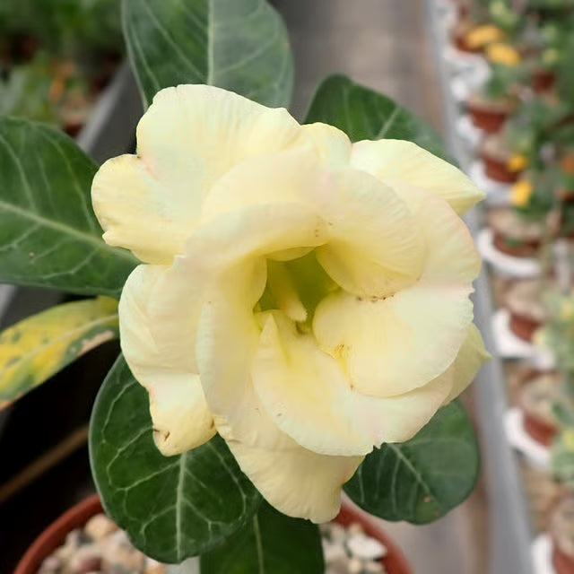 Adenium Obesum Desert Rose Grafted Flowers Plant (pack of 4)