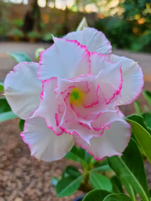 Adenium Obesum Desert Rose Grafted Flowers Plant (pack of 4)