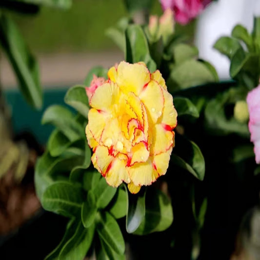 Rosey Variety Adenium Obesum Desert Rose Grafted Flowers Plant