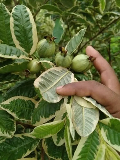 Rare Variegated Guava Hybrid Air Layered Plant