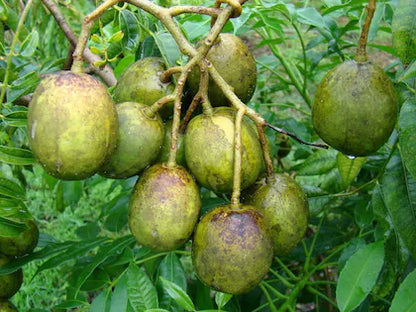 Hog Plum Bilati Amra Spondias Mombin All Time Grafted Fruit Plant