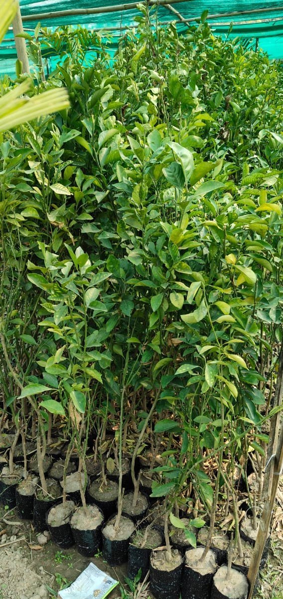 Nagpur Mandarin All Time Orange Santra Grafted Fruit Plant
