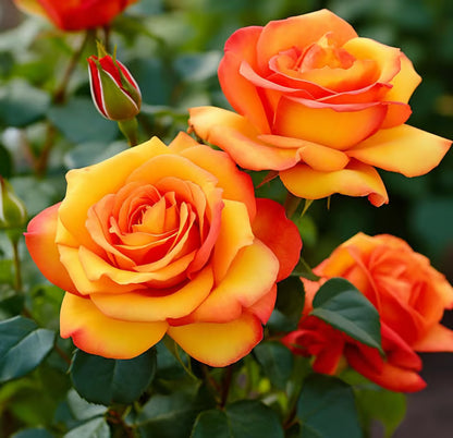 Tequila Sunrise Rose Fragrant Flower Plant