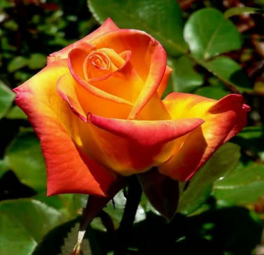 Tequila Sunrise Rose Fragrant Flower Plant (1-2 Feet Height)