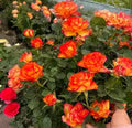 Tequila Sunrise Rose Fragrant Flower Plant (1-2 Feet Height)