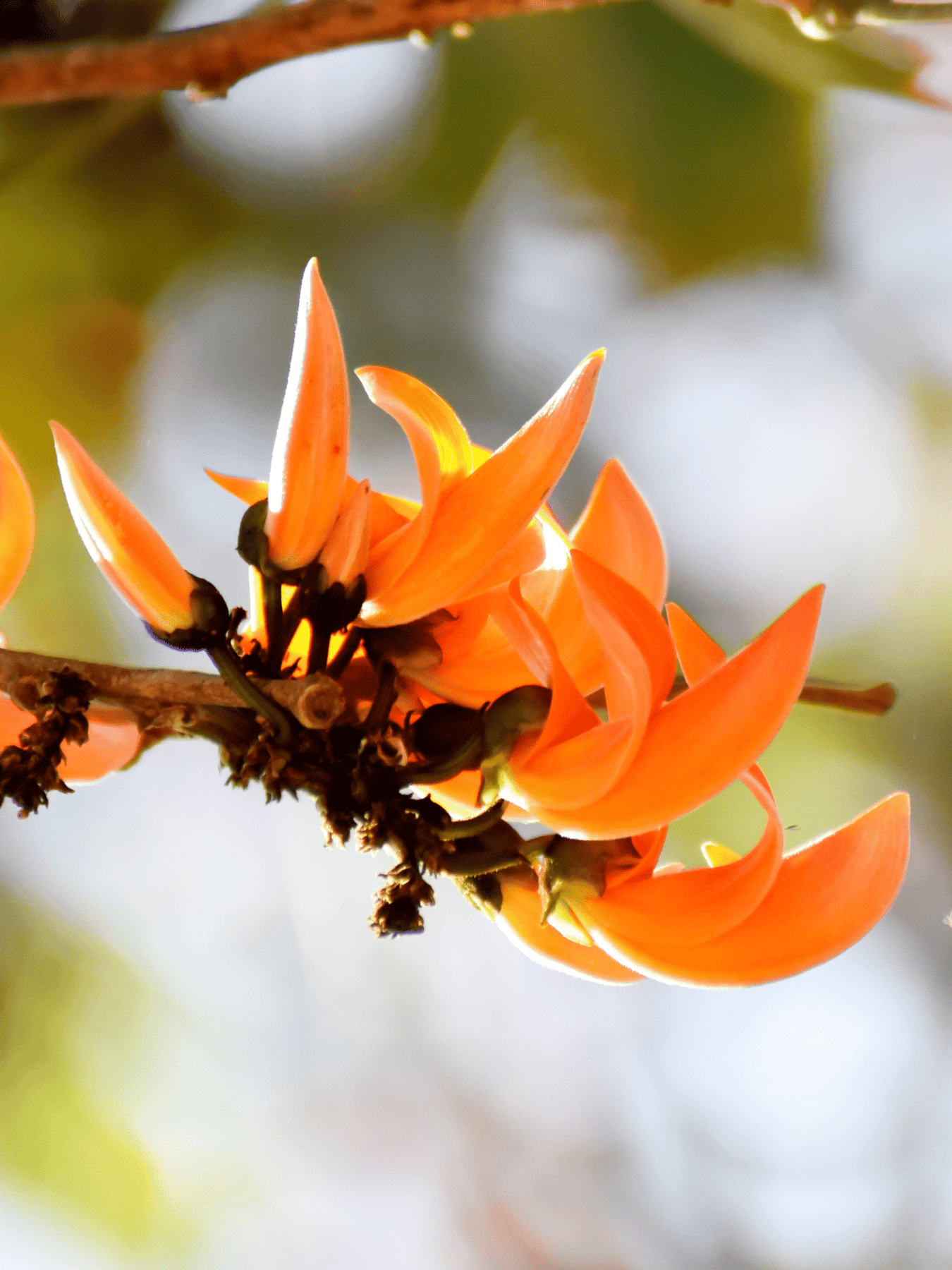 Yellow Palash Flowering Plant (Butea Monosperma) – Rare & Beautiful Blooming Tree