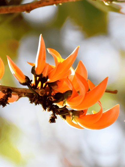 Yellow Palash Flowering Plant (Butea Monosperma) – Rare & Beautiful Blooming Tree