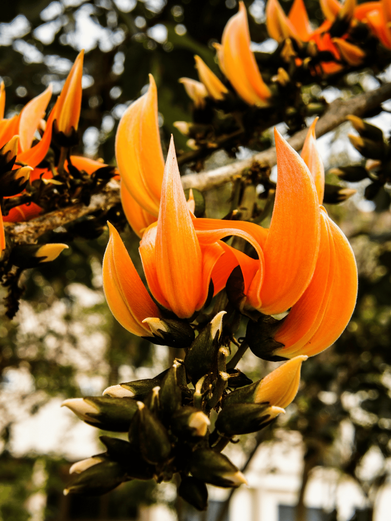 Yellow Palash Flowering Plant (Butea Monosperma) – Rare & Beautiful Blooming Tree