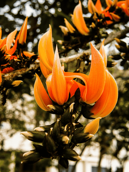 Yellow Palash Flowering Plant (Butea Monosperma) – Rare & Beautiful Blooming Tree