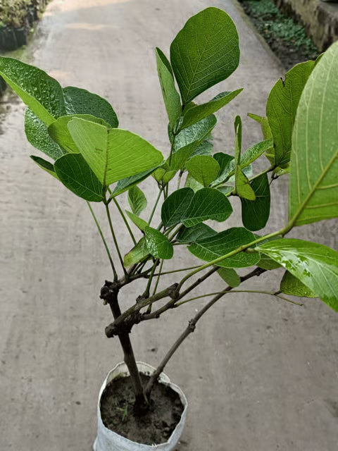 Yellow Palash Flowering Plant (Butea Monosperma) – Rare & Beautiful Blooming Tree