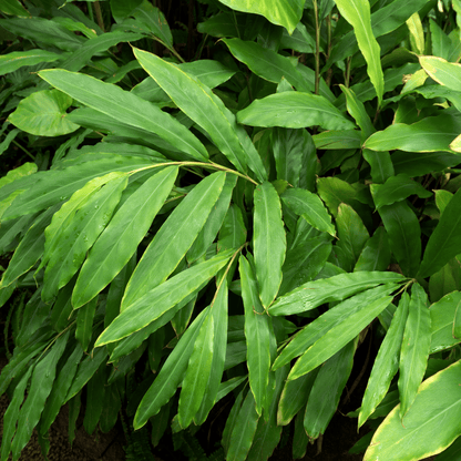Elaichi Cardamom Spice Plant