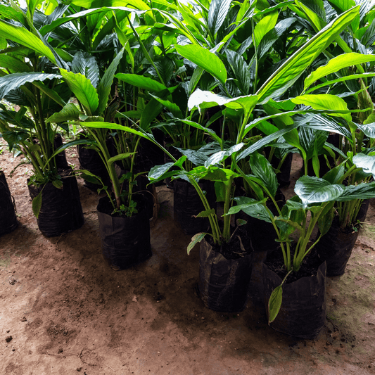 Elaichi Cardamom Spice Plant