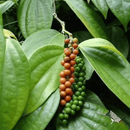 Black Pepper Nigrum Gol Mirch Kali Mirch Spice Plant (1.5-3 Feet Height)