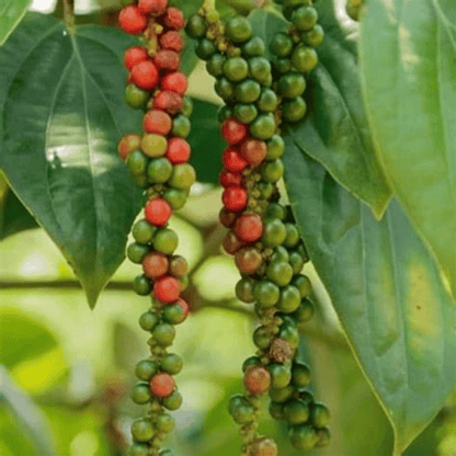 Black Pepper Nigrum Gol Mirch Kali Mirch Spice Plant (1.5-3 Feet Height)