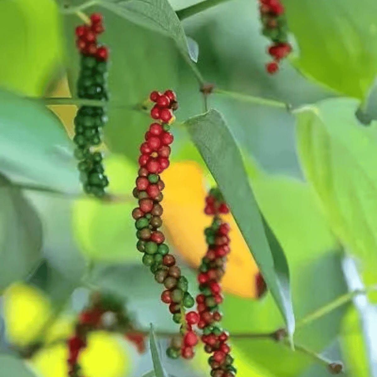 Black Pepper Nigrum Gol Mirch Kali Mirch Spice Plant (1.5-3 Feet Height)