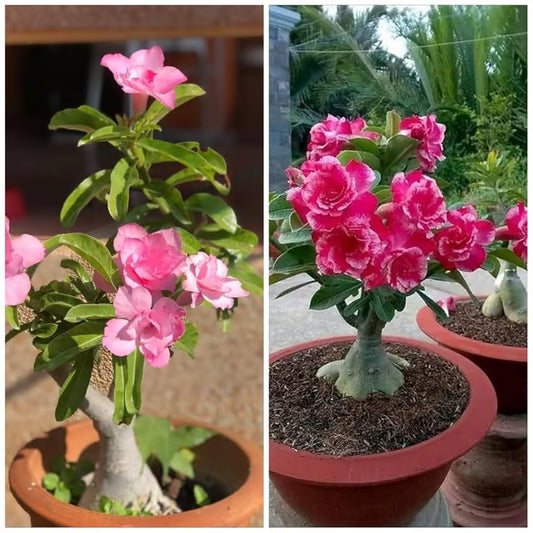 Adenium Obesum Desert Rose Grafted Flowers Plant (pack of 2)