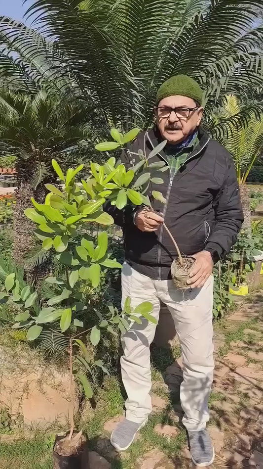 Lavanga Clove Spice Plant (1.5-3 Feet Height)