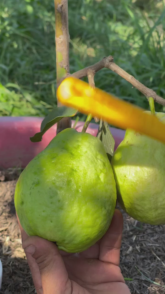 Taiwan Pink Guava Amrood Layering/Grafted Fruit Plant