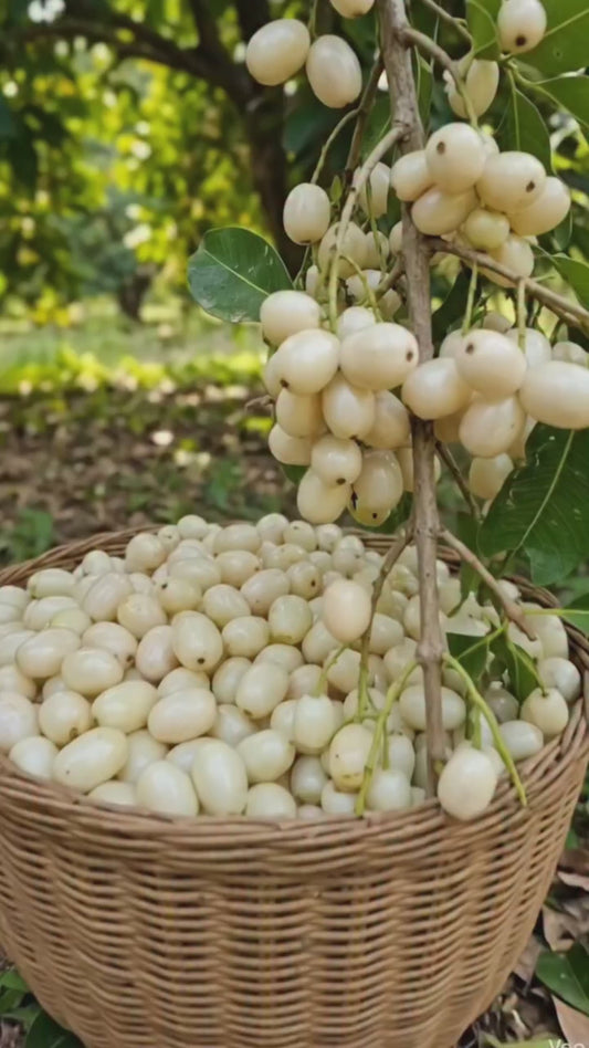 White Jamun Jambolan Jam Grafted Fruit Plant