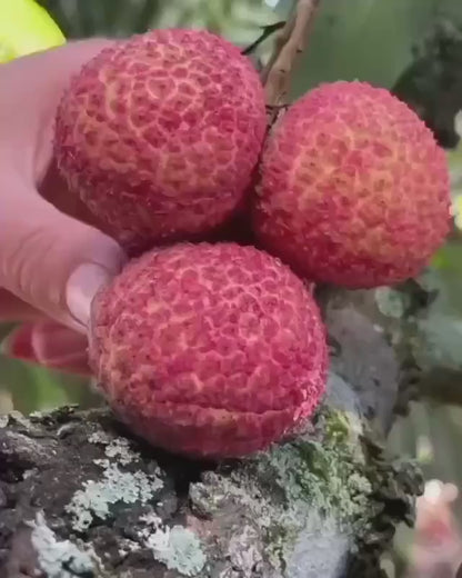 Early Seedless Litchi Lychee Layering/Grafted Fruit Plant