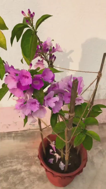 Garlic Vine Flower Plant