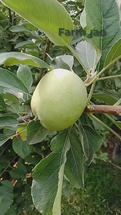 HRMN-99 Hot Climate Grafted Apple Plant