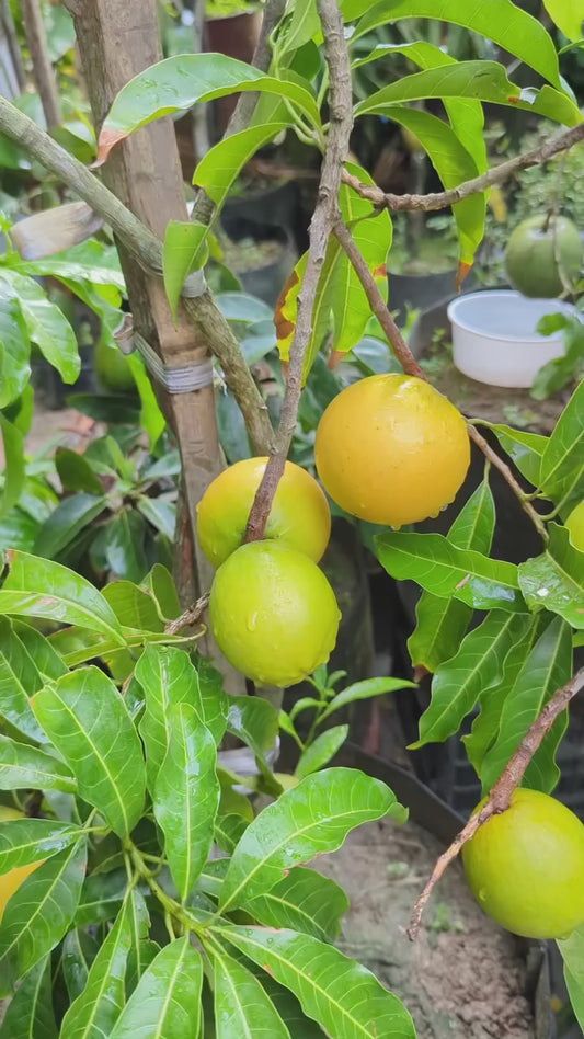 Abiu Pouteria Caimito Fruit Plant