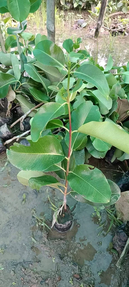 Thai KG 10 Black Jamun Jambolan Jam Grafted Fruit Plant