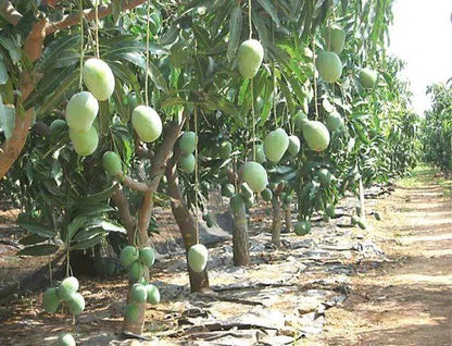 Desi Bombai Mango Grafted Hybrid Plant