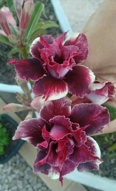 Rosey Verity Adenium Obesum Desert Rose Grafted Flowers Plant