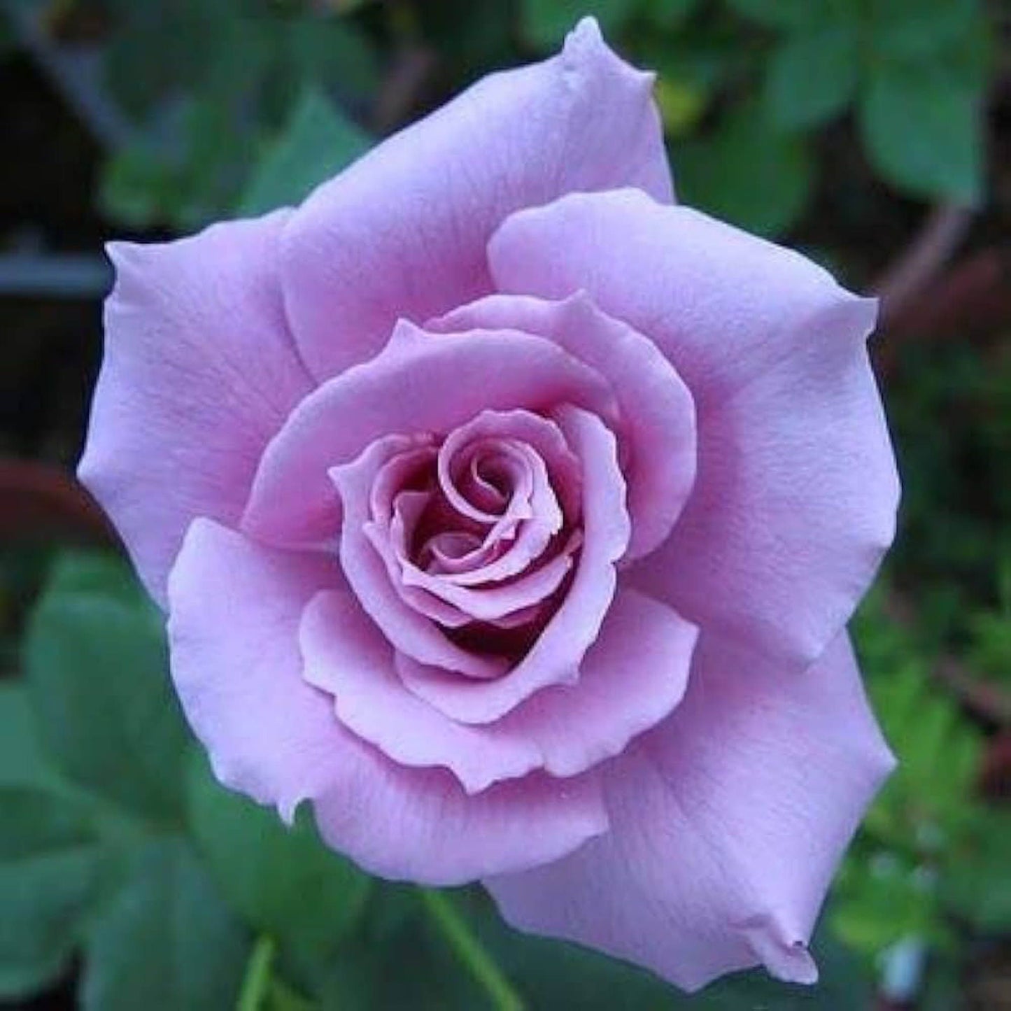 Blue Moon Rose Fragrant Flower Plant