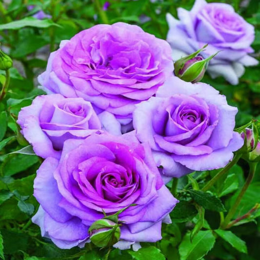 Blue Moon Rose Fragrant Flower Plant (1-2 Feet Height)