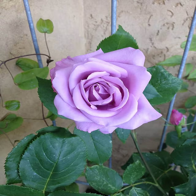 Blue Moon Rose Fragrant Flower Plant