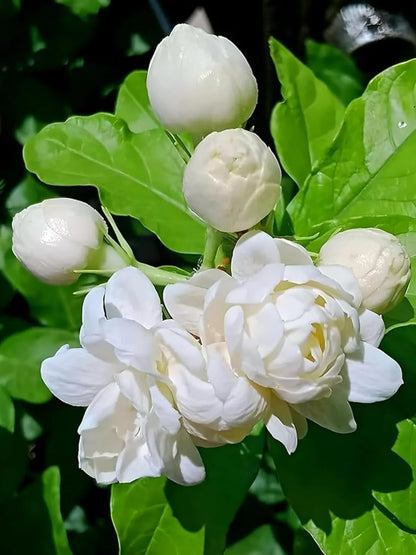 Bel Arabian Jasmine Fragrant Flower Plant