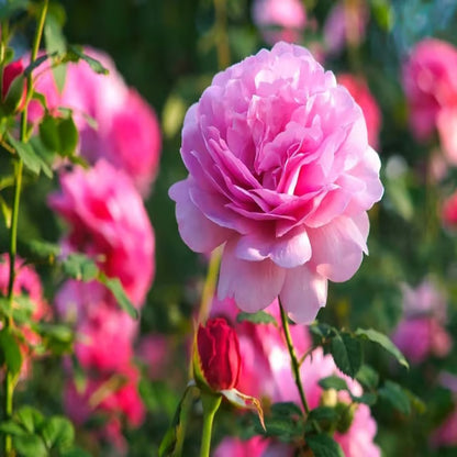 Pink Rose Fragrant Flower Plant