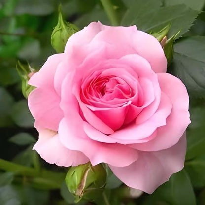 Pink Rose Fragrant Flower Plant