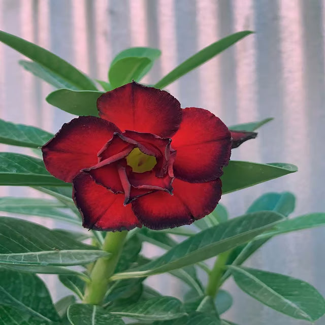 Hybrid Rose Variety Adenium Obesum Desert Rose Grafted Flowers Plant