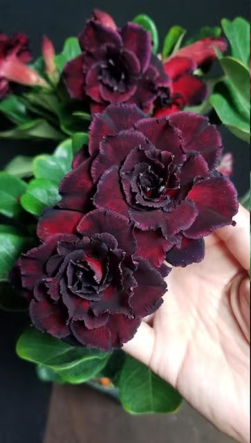 Rosey Variety Adenium Obesum Desert Rose Grafted Flowers Plant