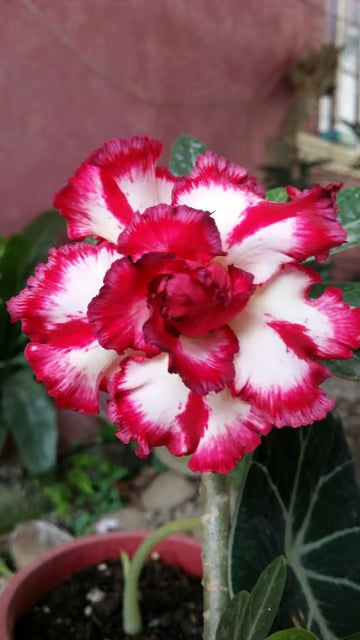 Rosey Variety Adenium Obesum Desert Rose Grafted Flowers Plant