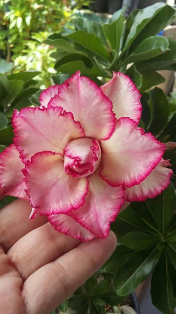 Rosey Verity Grafting Adenium Obesum Desert Rose Grafted Flowers Plant