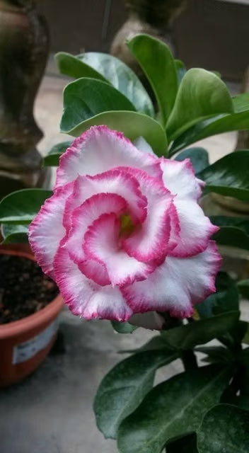 Rosey Verity Adenium Obesum Desert Rose Grafted Flowers Plant