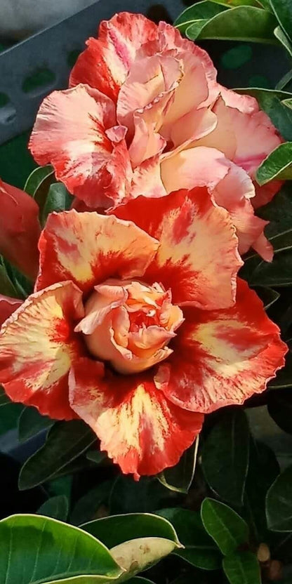 Rosey Verity Adenium Obesum Desert Rose Grafted Flowers Plant
