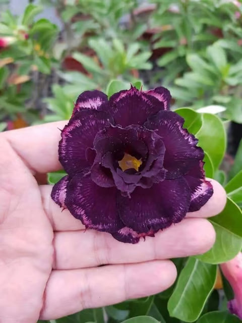 Rosey Variety Adenium Obesum Desert Rose Grafted Flowers Plant