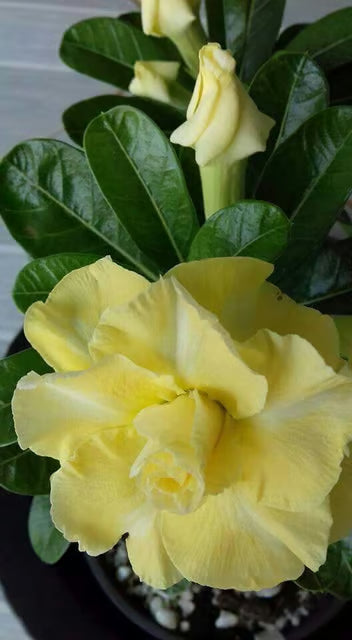 Rosey Variety Adenium Obesum Desert Rose Grafted Flowers Plant